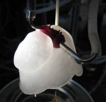 美科学家造出微型人工肺 能自己生长呼吸