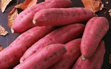 世界卫组织公布：2012健康食物排行榜