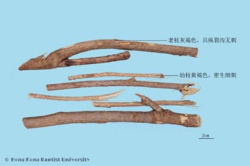 刺五加（Ciwujia）中药材鉴别照片