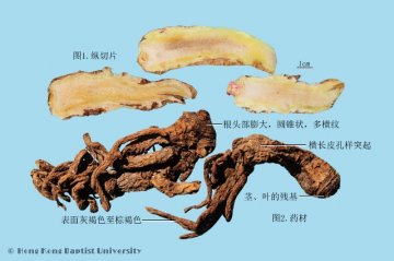 独活（Duhuo）中药材鉴别照片