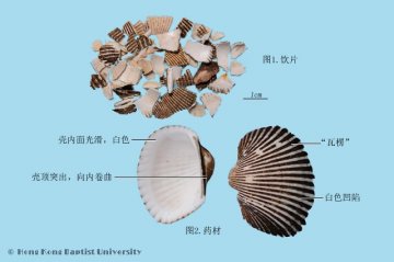 瓦楞子（Walengzi）中药材鉴别照片