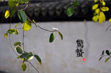 图说二十四节气 美到令人窒息