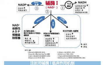辅酶Ⅰ生理功能知多少
