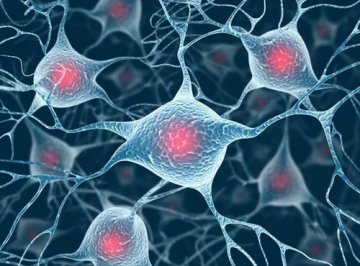 研究称正常大脑思维活动会损伤神经细胞DNA