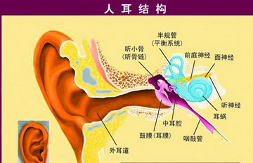 耳朵结构图