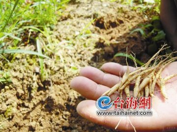 太子参购价一年跌七成多 厦药店不肯降价