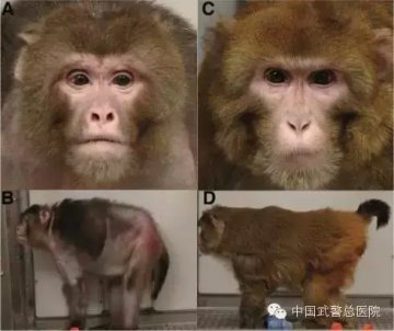 少吃可有效延长生命