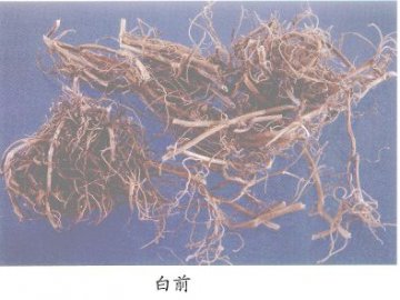 白前（Baiqian）Rhizoma Cynanchi Stauntonii