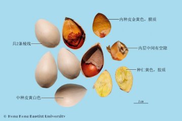 白果（Baiguo）中药材鉴别照片