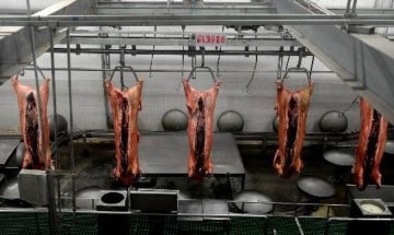 瘦肉精治理十年未被根除 部分地区检查敷衍了事