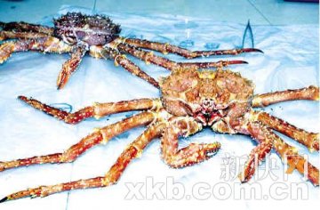 香港入境旅客携体长1米巨蟹入境