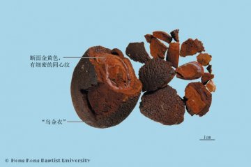 牛黄（Niuhuang）中药材鉴别照片