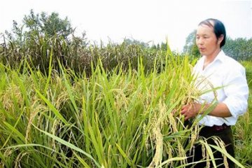 农民培育出株高达1.55米水稻