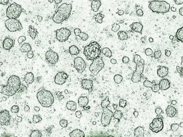 新型细胞培养系统研制成功