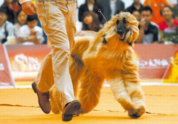 重庆举办世界名犬大赛 宠物狗化妆花1500元