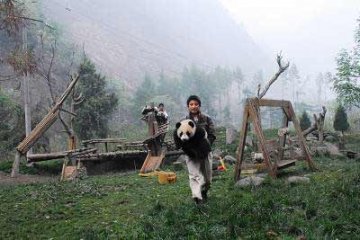 卧龙大熊猫震后因竹子紧缺开始学吃粥