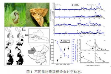 新疆生地所西北转基因棉区棉铃虫抗性管理研究取得进展
