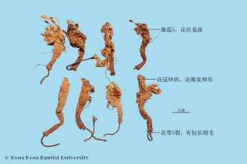 闹羊花（Naoyanghua）中药材鉴别相册