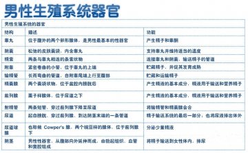 男性生殖系统