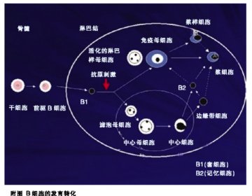 B淋巴细胞，分化过程决定淋巴瘤类型（一）