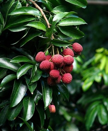 夏食荔枝：养血补虚正当时