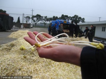豆芽加工窝点