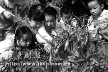 上海幼儿园开出校园菜地
