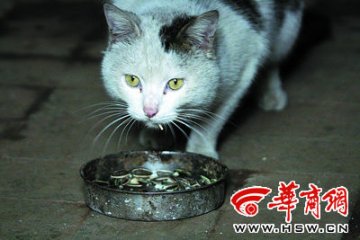 小猫一天嗑一两瓜子