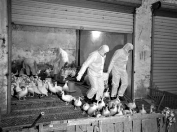 卫计委：近期H7N9病例可能继续散发