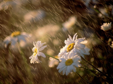 梅雨季节话养生