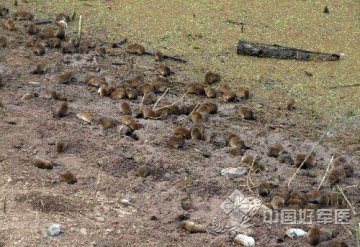 马达加斯加47人死于鼠疫