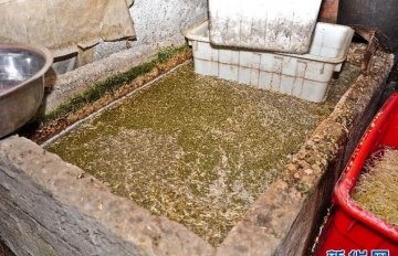 直击“毒豆芽”生产黑幕
