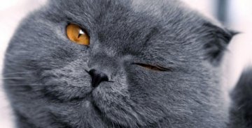 猫屎寄生虫将成治疗癌症的良药