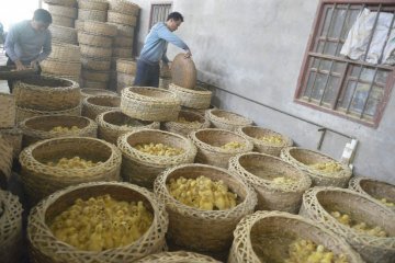 福建鸭场万只鸭苗被闷死