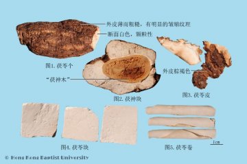 茯苓（Fuling）中药材鉴别照片