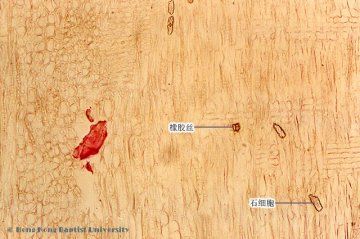 杜仲（Duzhong）中药材横切面显微鉴别照片