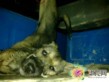 男子强迫小狗吸烟致其双眼泛白