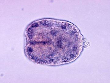 中国科学家发布细粒棘球绦虫基因组草图