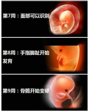 生命的史诗！人类从受精到出生全过程