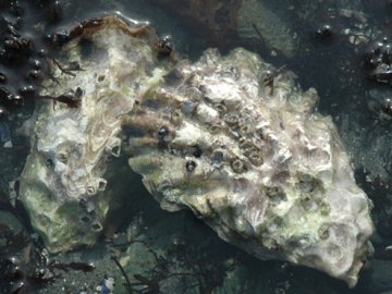 牡蛎全基因组揭示海洋生物对逆境适应