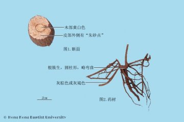 朱砂根（Zhushagen）中药材鉴别照片