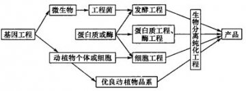 生物分离纯化技术在生物技术中的地位和作用