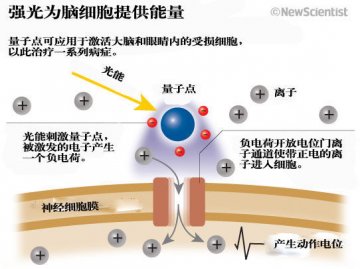 量子点微粒首次用于控制脑细胞