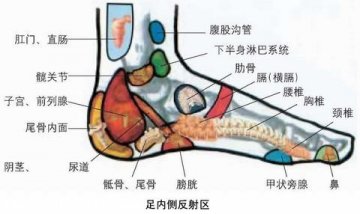 脚穴位图