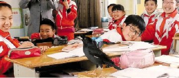 八哥飞进杭州一小学教室 男生被吓发烧