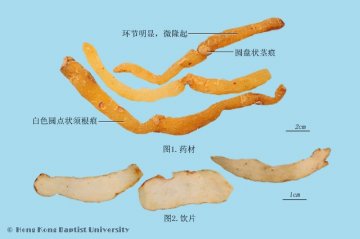 玉竹（Yuzhu）中药材鉴别照片