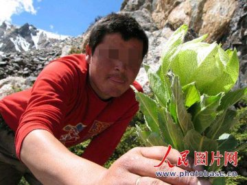 新疆天山雪莲遭严重盗采数量急剧减少