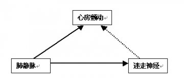 肺静脉和迷走神经与心房颤动的关系