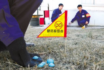 北京开始春季统一灭鼠