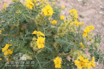 外来入侵物种在内蒙古草原蔓延 牲畜误食会中毒